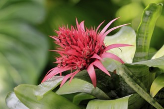 Lance rosette, (Aechmea fasciata), flower, flowering, Singapore, Southeast Asia, heliconia