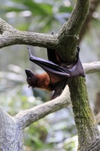 Kalong flying fox (Pteropus vampyrus), adult, climbing, in sleeping tree, during the day,