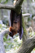 Kalong flying fox (Pteropus vampyrus), adult, male, resting, in sleeping tree, during the day,