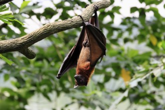 Kalong flying fox (Pteropus vampyrus), adult, male, resting, in sleeping tree, during the day,