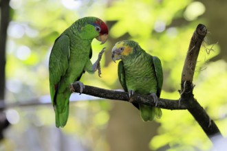 Green-cheeked Amazon (Amazona viridigenalis), Yellow-crowned Amazon (Amazona ochrocephala), adult,