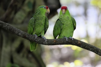 Green-cheeked Amazon (Amazona viridigenalis), adult, pair, on tree, social behaviour, Mexico, North