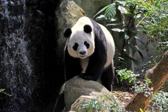 Giant Panda (Ailuropoda melanoleuca), adult, on the ground, alert, China