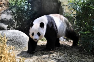 Giant Panda (Ailuropoda melanoleuca), adult, running, alert, China