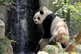 Giant Panda (Ailuropoda melanoleuca), adult, sitting, alert, on rocks, China