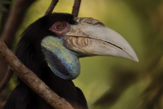 Furze Hornbill (Rhyticeros undulatus), adult, female, portrait, alert, Southeast Asia, Singapore