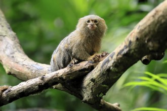 Yellow-bellied marmoset (Cebuella pygmaea), adult, on tree, alert, Amazonas, rainforest, South