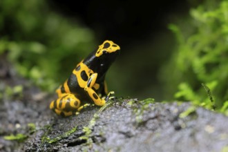Yellow-banded poison dart frog (Dendrobates leucomelas), adult, on leaf, on land, South America,