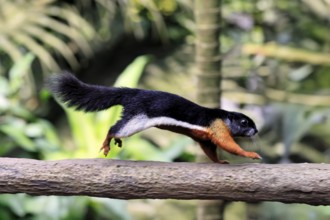 Finlayson's squirrel (Callosciurus finlaysonii), adult, on tree, foraging, jumping, Singapore,