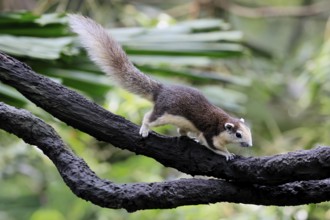 Finlayson's squirrel (Callosciurus finlaysonii), adult, on tree, foraging, Singapore, Southeast