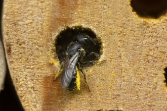 Orange vented mason bee (Osmia leaiana) adult insect at a bee hotel box in summer, England, United