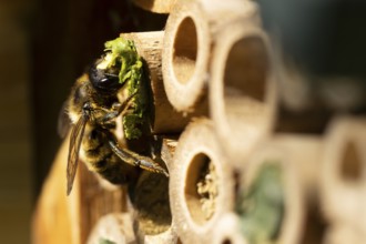 Leaf cutter bee (Megachile centuncularis) adult insect returning to a bee hotel box with leaves in