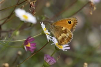 Gatekeeper butterfly (Pyronia tithonus) adult insect feeding on garden Mexican fleabane daisy