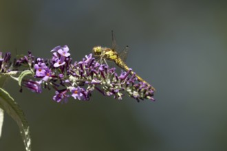 Common darter dragonfly (Sympetrum striolatum) adult insect on a garden purple Buddleia flower in