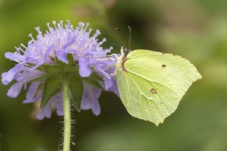 Brimstone butterfly (Gonepteryx rhamni) adult male insect feeding on a Field scabious flower in
