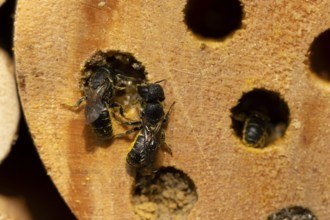 Orange vented mason bee (Osmia leaiana) two adult insects at a bee hotel box in summer, England,