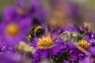 Garden bumblebee (Bombus hortorum) adult bee insect feeding on purple garden Aster plant flower in