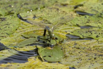 Emperor dragonfly (Anax imperator) adult female insect egg laying or ovipositioning on the water