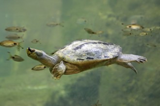 Burmese Roofed Turtle (Batagur trivittata), adult, in water, swimming, Myanmar, Asia, captive