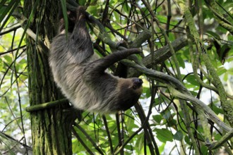 Linnaeus's two-toed sloth (Choloepus didactylus), Unau, adult, in tree, climbing, foraging,