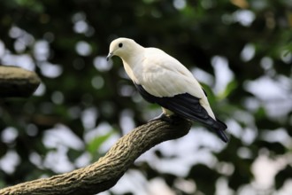 Magpie Fruit Dove (Ducula luctuosa), adult, alert, on tree, Southeast Asia, Singapore