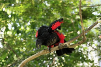 Bristle-headed Parrot (Psittrichas fulgidus), adult, on tree, spreading, wings, New Guinea,