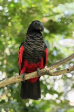 Bristle-headed Parrot (Psittrichas fulgidus), adult, on tree, calling, New Guinea, captive,
