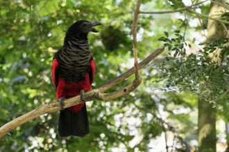 Bristle-headed Parrot (Psittrichas fulgidus), adult, on tree, calling, New Guinea, captive,