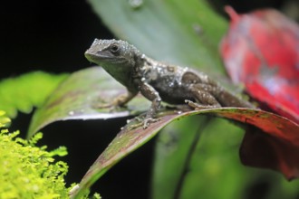 Graham's Anolis (Anolis grahami), Jamaican turquoise anole, adult, on leaf, Jamaica, Caribbean,