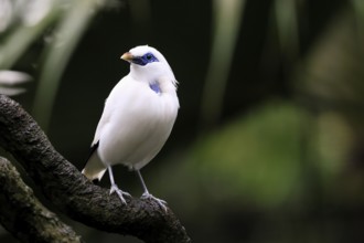 Bali mynah (Leucopsar rothschildi), Bali mynah, adult, on tree, alert, Bali, Singapore