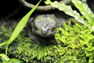 Tree toad (Rentapia hosii), adult, portrait, on land, Malay Peninsula, Southeast Asia, Singapore