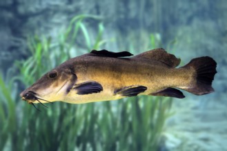 Eye-spotted catfish (Auchenoglanis occidentalis), adult, swimming, in water, Africa, captive,