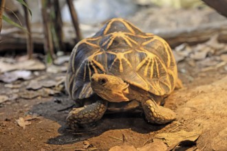 Burmese star tortoise (Geochelone platynota), adult, foraging, Myanmar, Asia, captive, Singapore