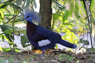 Blue-crested Crowned Pigeon (Goura cristata), adult, on the ground, foraging, alert, Indonesia,