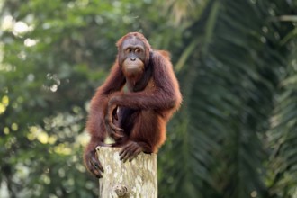 Borneo Orang Utan (Pan Paniscus), adult, female, sitting, on tree trunk, endangered species,