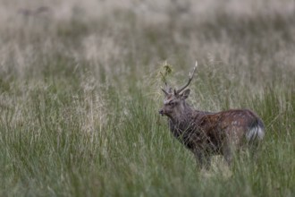 Sika deer (Cervus nippon) approaching a rival, repeatedly lowering its head and thrusting its