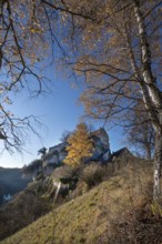 Autumnal birch (Betula) in front of Pottenstein Castle, created around 1070, Pottenstein, Upper
