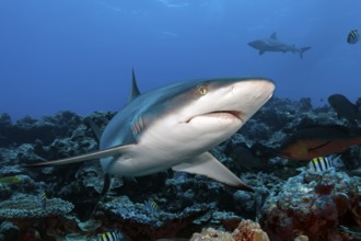 Underwater photo of large specimen of great Grey reef shark (Carcharhinus amblyrhynchos) swimming