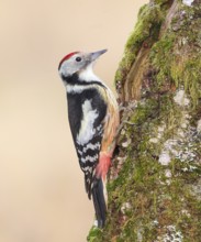 Middle spotted woodpecker (Dendrocopos medius), on a birch overgrown with moss, wildlife,