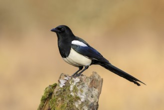 Magpie, (Pica pica) sitting on a birch overgrown with moss, wildlife, corvid, nature photography,