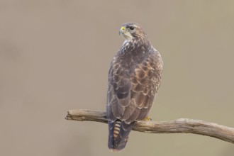 Buzzard (Buteo buteo) sitting attentively on a branch, wildlife, animals, birds, bird of prey,