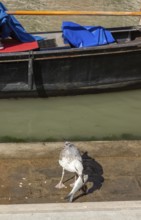 Seagull eats a fish fished in the canal, Venice, Veneto, Italy