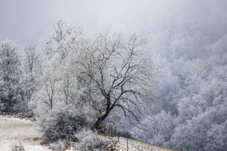 Winter landscape in the Swabian Jura. Bushes and forest with hoarfrost. Münsingen,