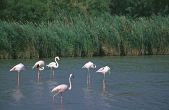 Flamingos (Phoenicopterus) standing in shallow water, Camargue, South of France, France, June 1999,