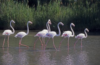 Flamingos (Phoenicopterus) strutting through shallow water, Camargue, South of France, France, June