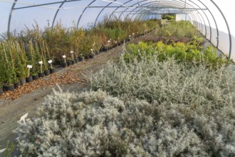 Plants growing inside polytunnel, Swann's nursery garden centre, Bromeswell, Woodbridge, Suffolk,