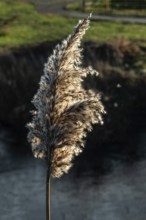 Seedhead of common reed (Phragmites communis) at a creek in winter in Ystad municipality, Skåne