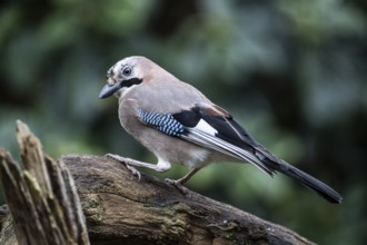 Eurasian jay (Garrulus glandarius), Emsland, Lower Saxony, Germany