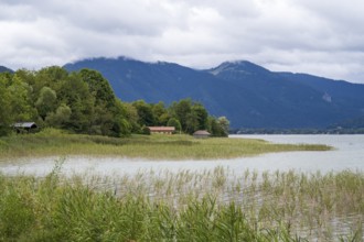 Banks of Tegernsee, reed grass, forest and boathouses on the lake, Gmund, Tegernsee, Upper Bavaria,