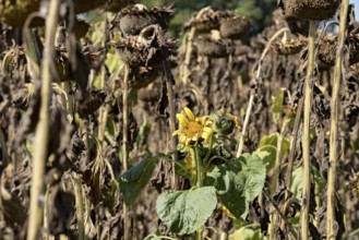 Sunflower field, brown withered sunflowers (Helianthus annuus), including a single young plant